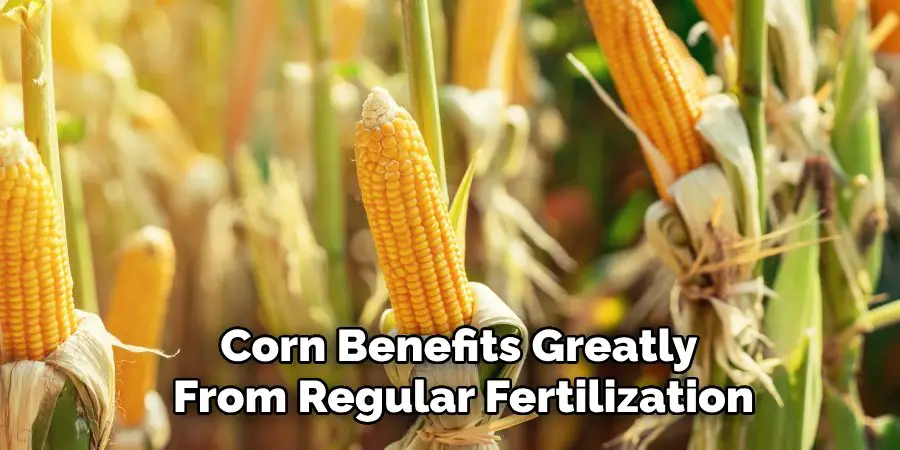 Corn Benefits Greatly 
From Regular Fertilization