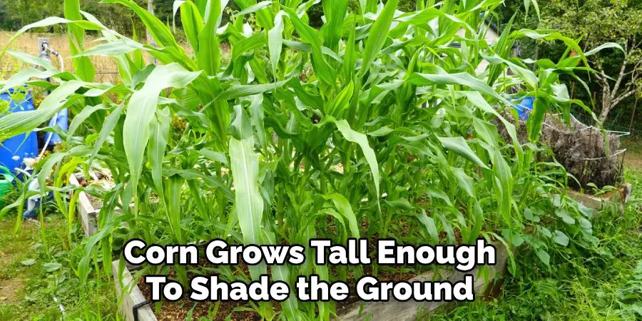 Corn Grows Tall Enough 
To Shade the Ground