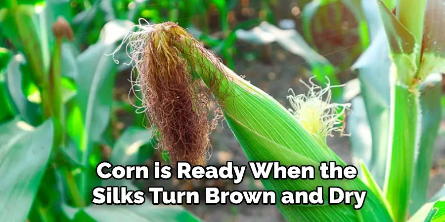Corn is Ready When the 
Silks Turn Brown and Dry