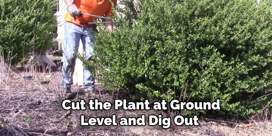  Cut the Plant at Ground
 Level and Dig Out 