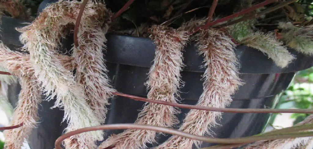 How to Attract Rabbits to Your Yard