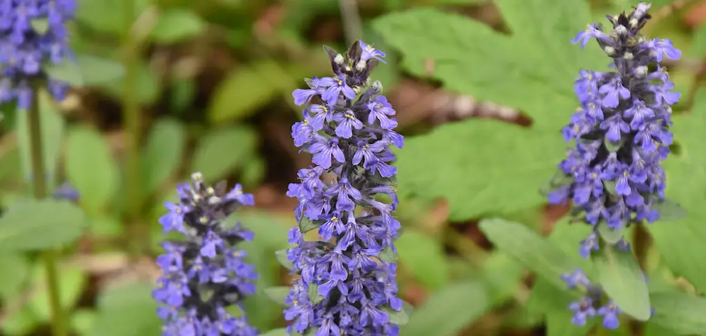 How to Get Rid of Ajuga in Lawn