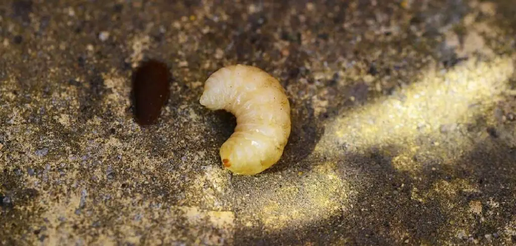How to Get Rid of Lawn Grubs