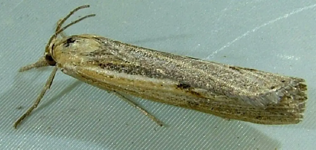 How to Get Rid of Lawn Moths