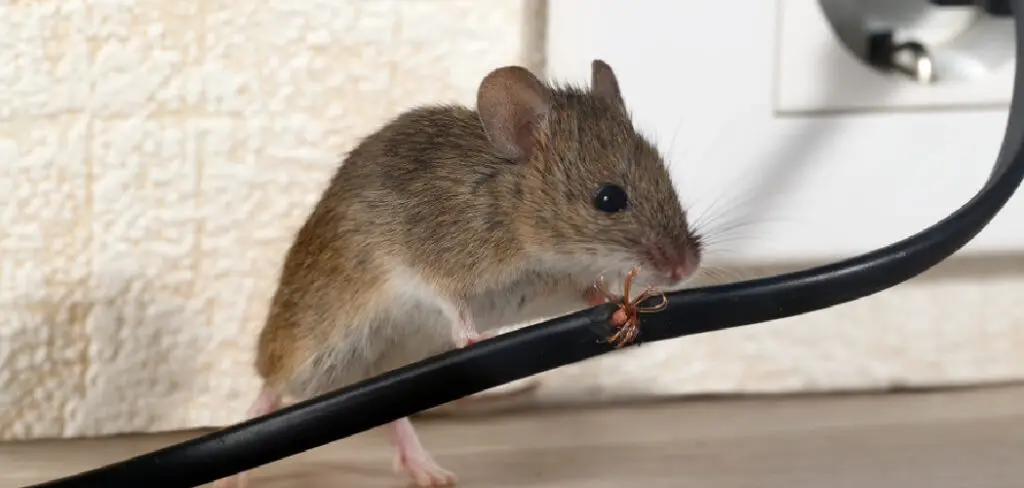 How to Get Rid of Mouse in Backyard