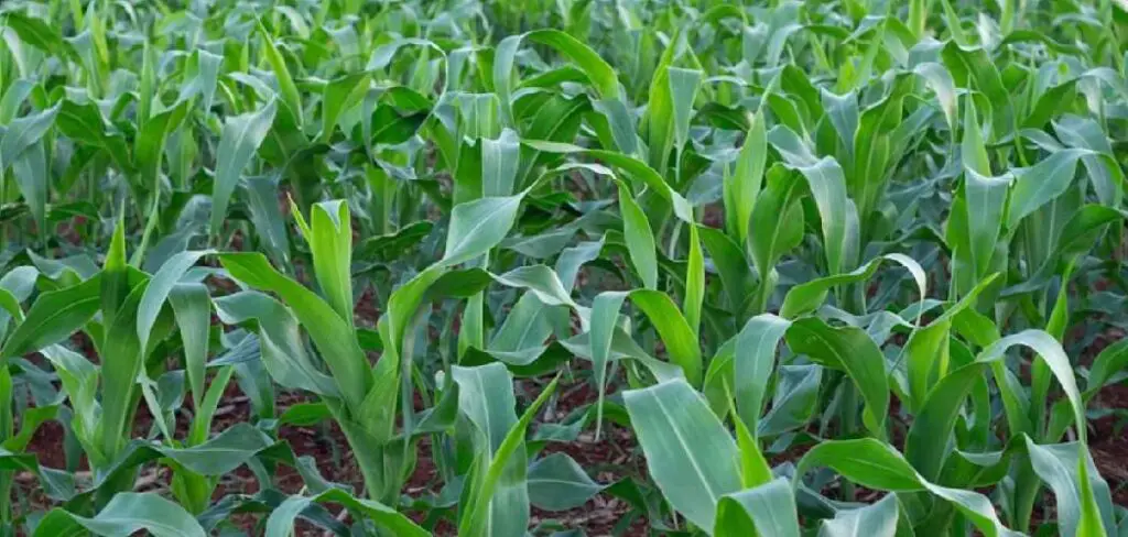 How to Grow Corn in Backyard