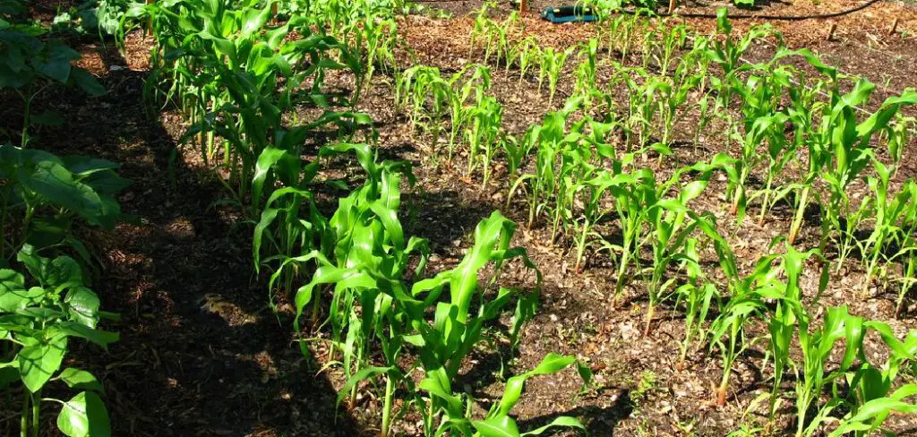How to Grow Corn in Backyard