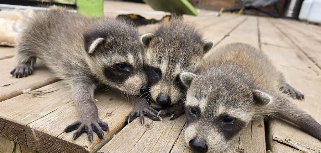 How to Keep Raccoons Out of Your Backyard