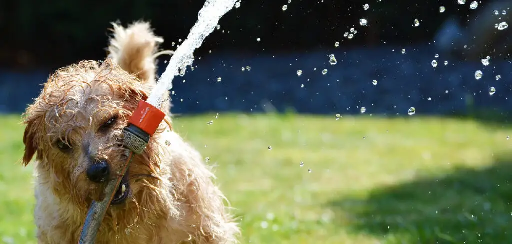 How to Keep outside Dogs Cool