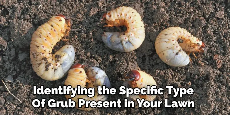  Identifying the Specific Type 
Of Grub Present in Your Lawn