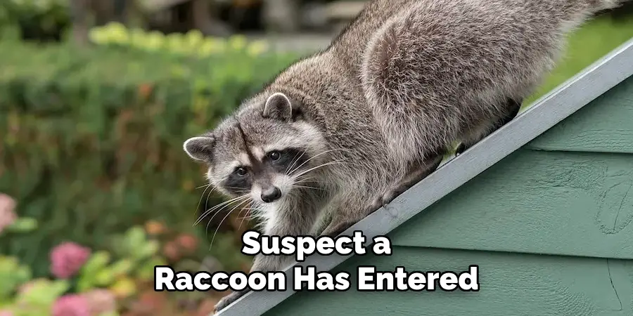 Suspect a Raccoon Has Entered