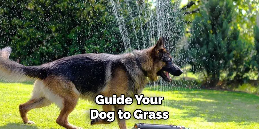 Guide Your Dog to Grass