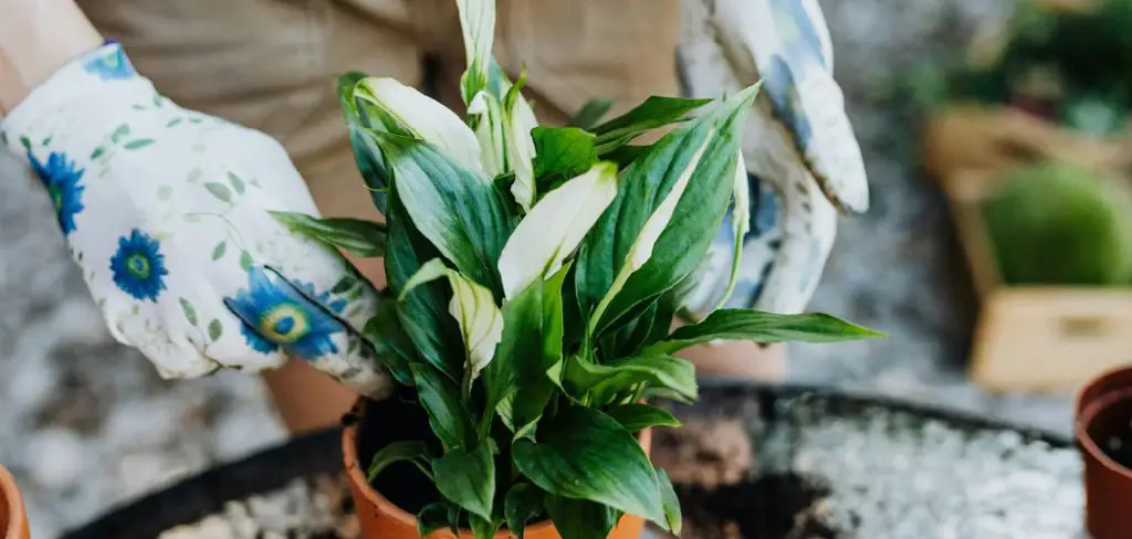 How to Repot a Peace Lily Plant