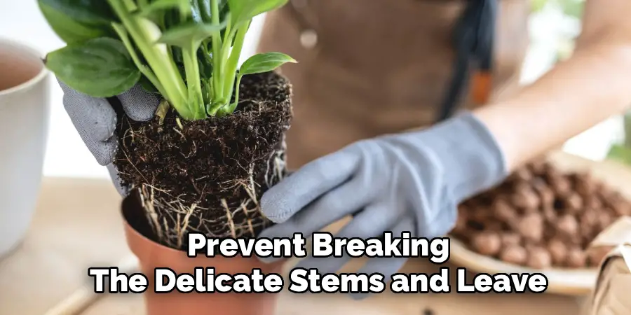 Prevent Breaking
The Delicate Stems and Leave