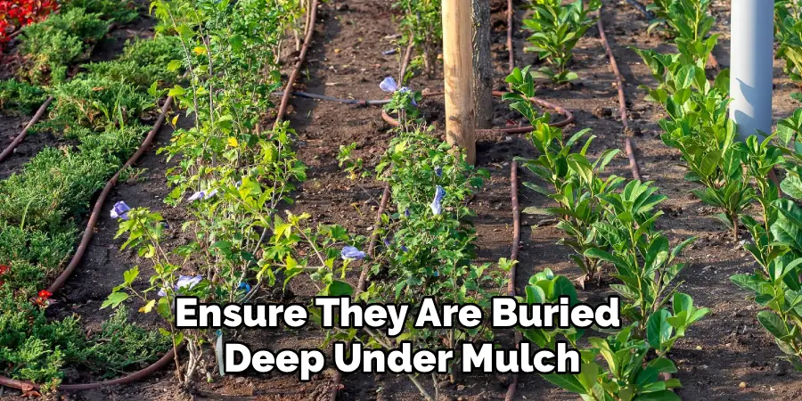 Ensure They Are Buried
Deep Under Mulch