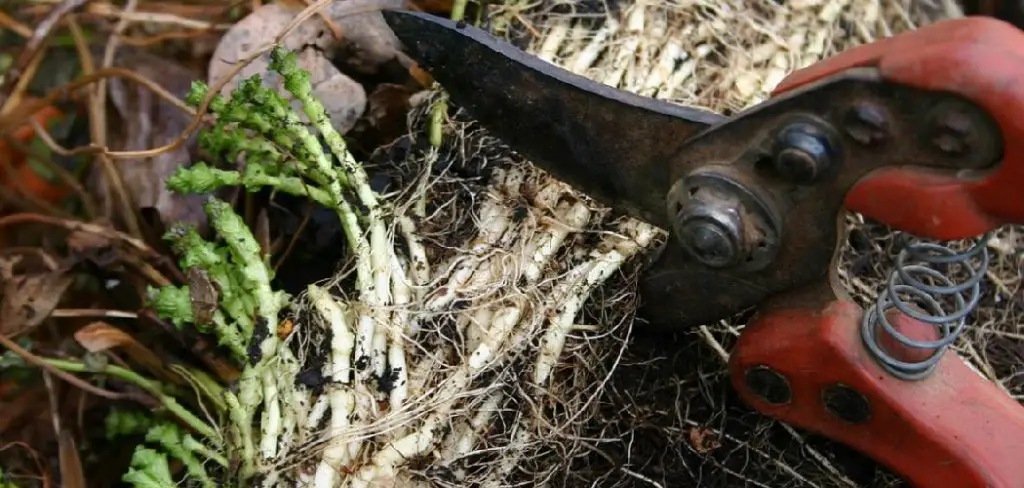 How to Sharpen Felco Pruners