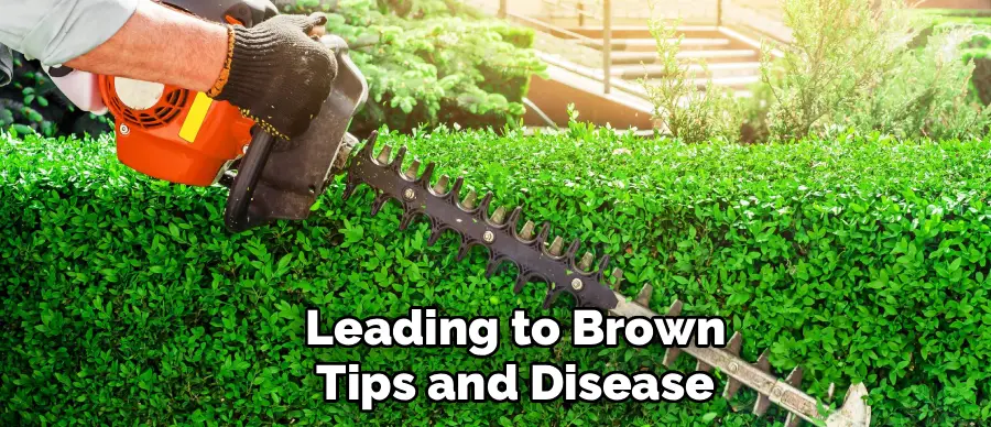 Leading to Brown
Tips and Disease