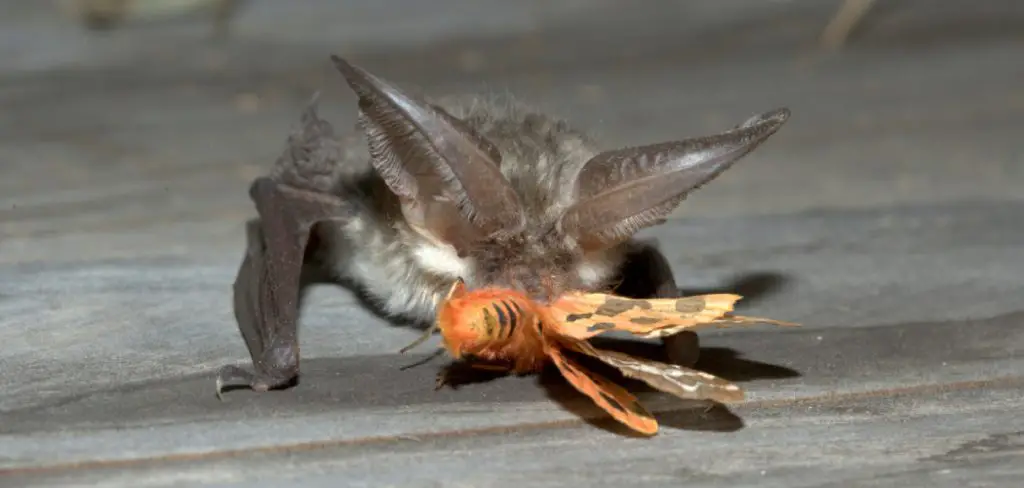 How to Attract Bats to Your Backyard