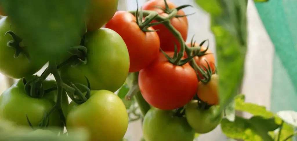 How to Grow Patio Tomatoes