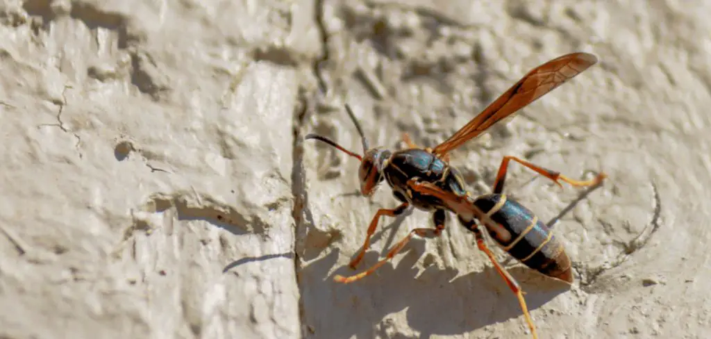 How to Keep Flying Insects Away From Patio