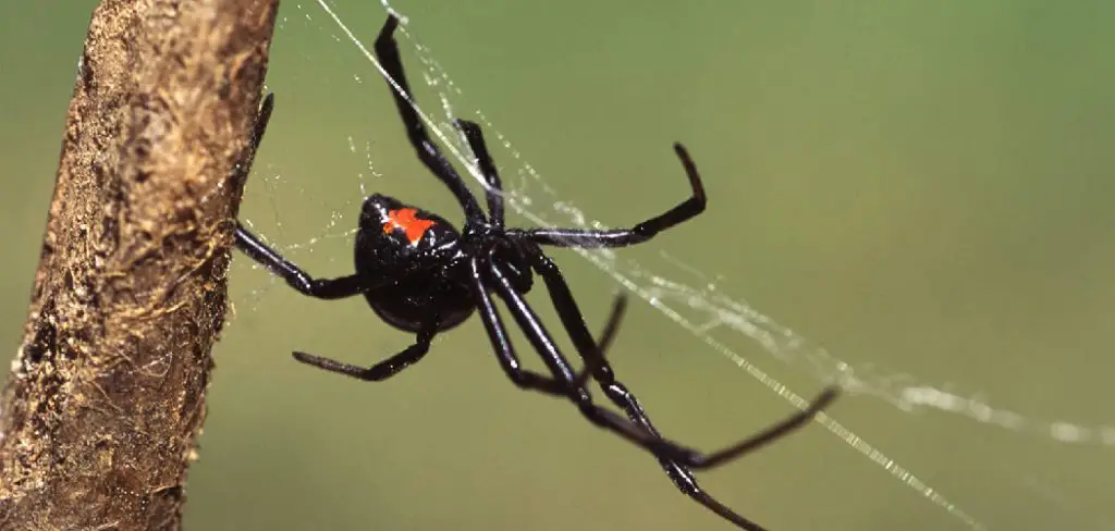 How to Keep Spiders Off Your Porch