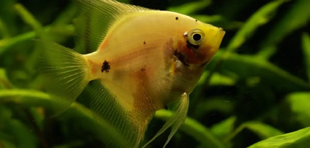 How to Prevent Fish Kill in the Pond