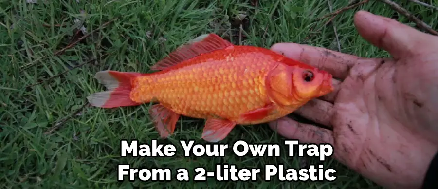 Make Your Own Trap
From a 2-liter Plastic