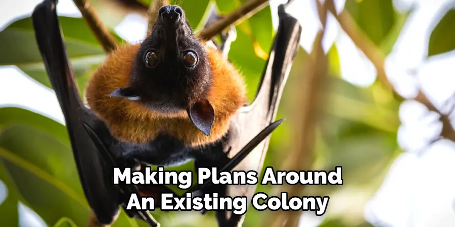 Making Plans Around An Existing Colony