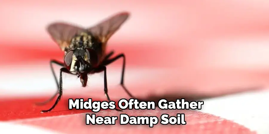 Midges Often Gather Near Damp Soil
