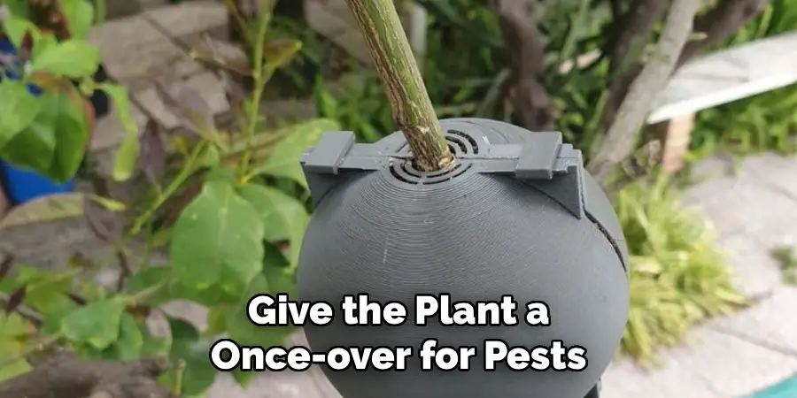 Give the Plant a
Once-over for Pests
