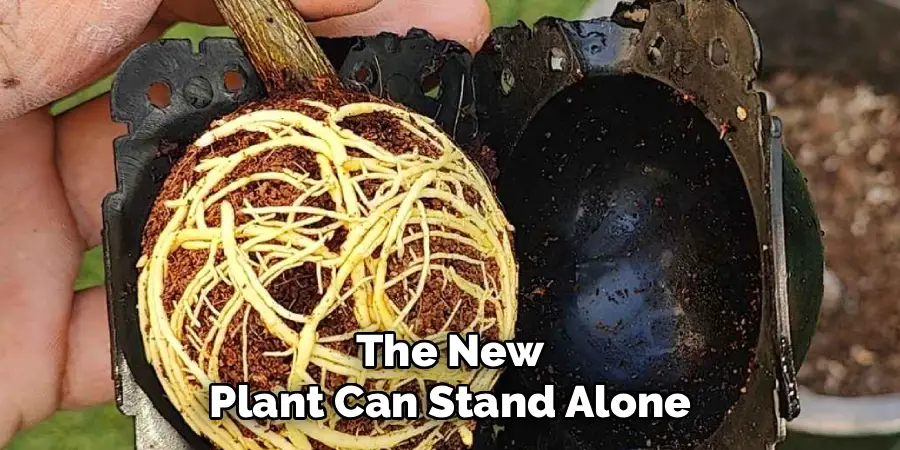 The New
Plant Can Stand Alone
