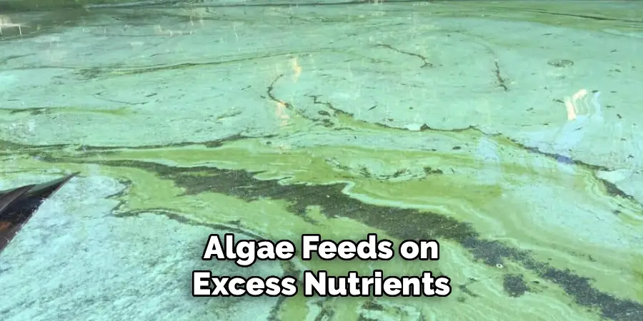 Algae Feeds on
Excess Nutrients