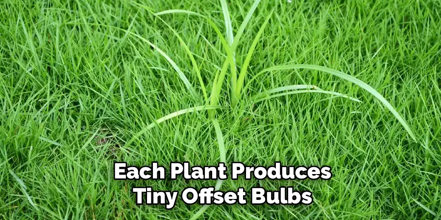 Each Plant Produces
Tiny Offset Bulbs