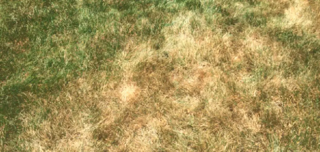 How to Fix Heat Stressed Lawn