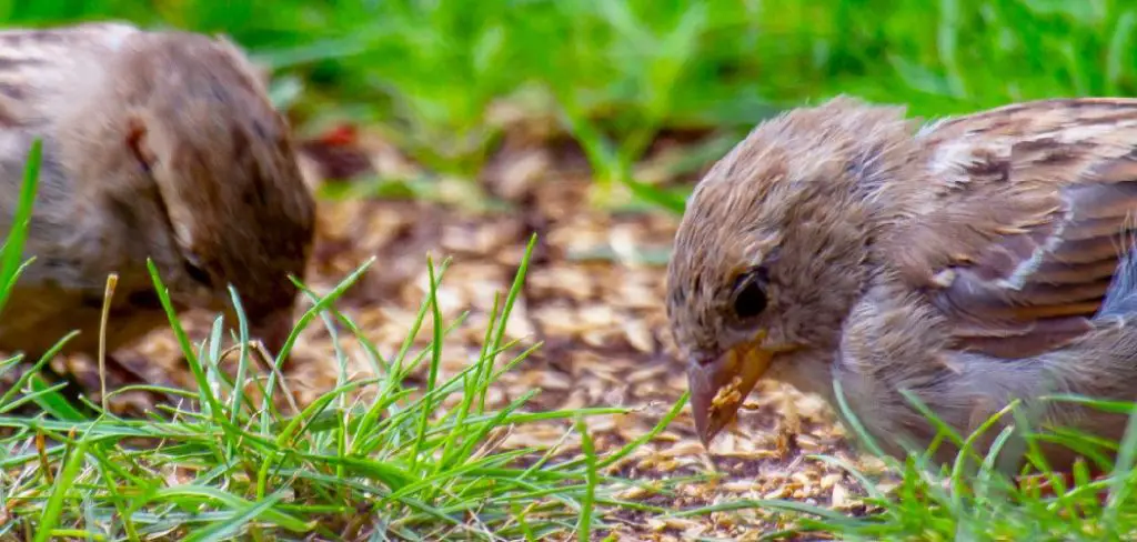 How to Keep Birds Off Lawn