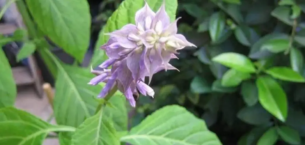 How to Grow Salvia Divinorum in Yard