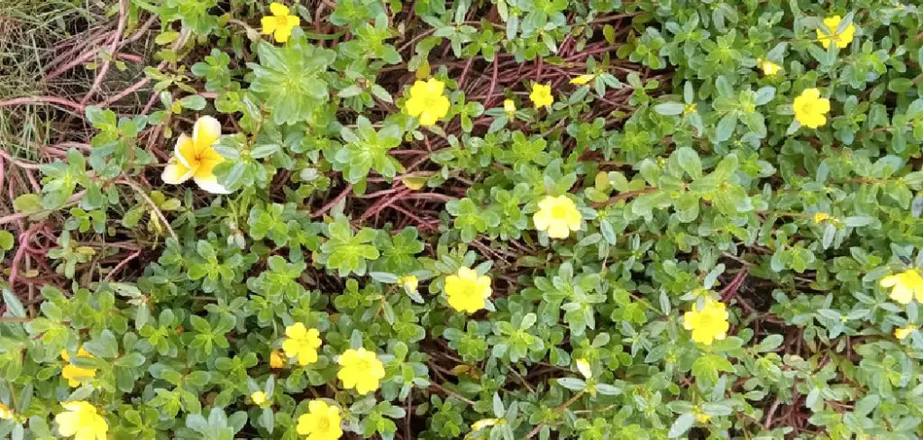 How to Get Rid of Purslane in Lawn