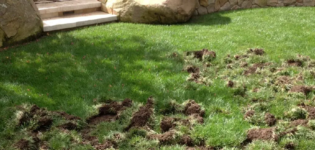 How Do I Stop Raccoons From Tearing Up My Lawn