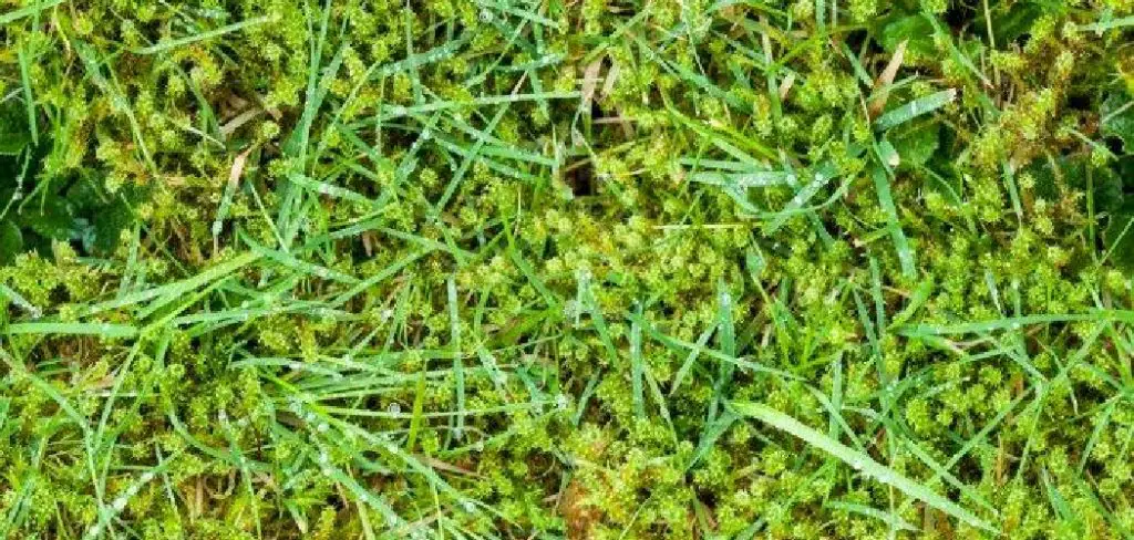 How to Get Rid of Algae on Lawn
