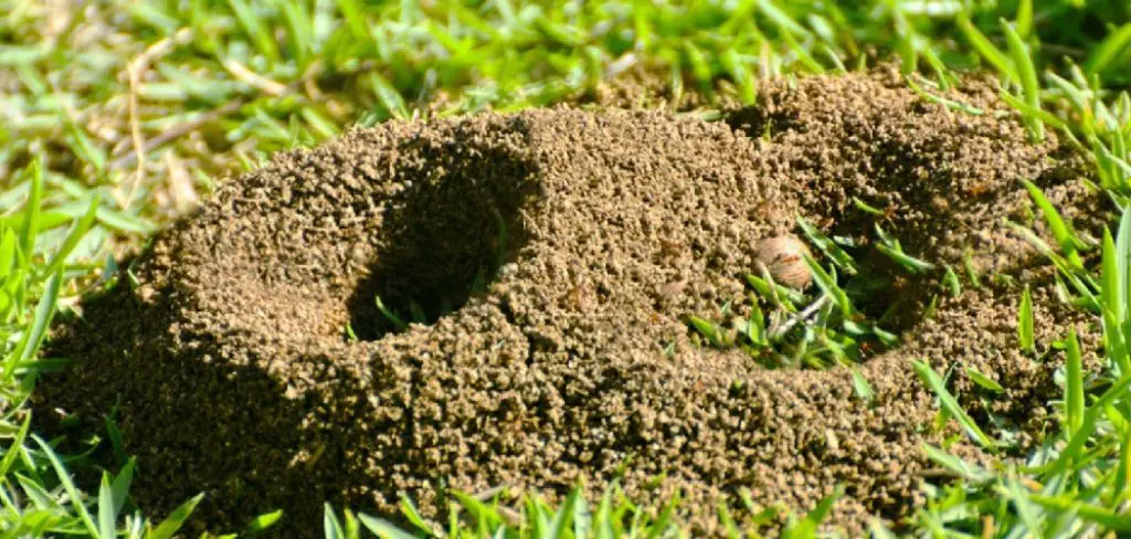 How to Deal With Ant Hills in Lawns