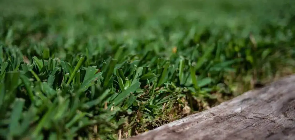 How to Make St Augustine Grass Spread Quickly