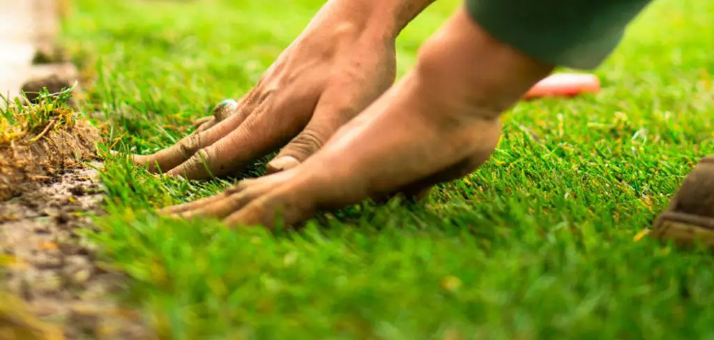 How to Care for Newly Seeded Lawn