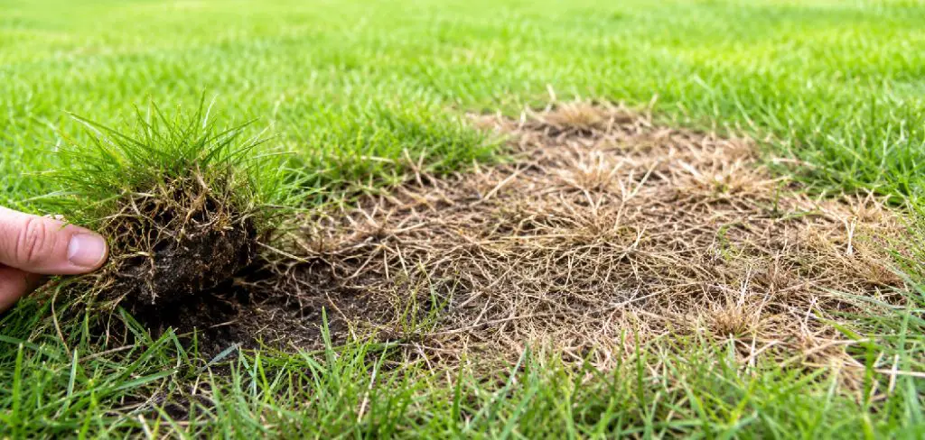 How to Get Rid of Onion Grass in Your Lawn