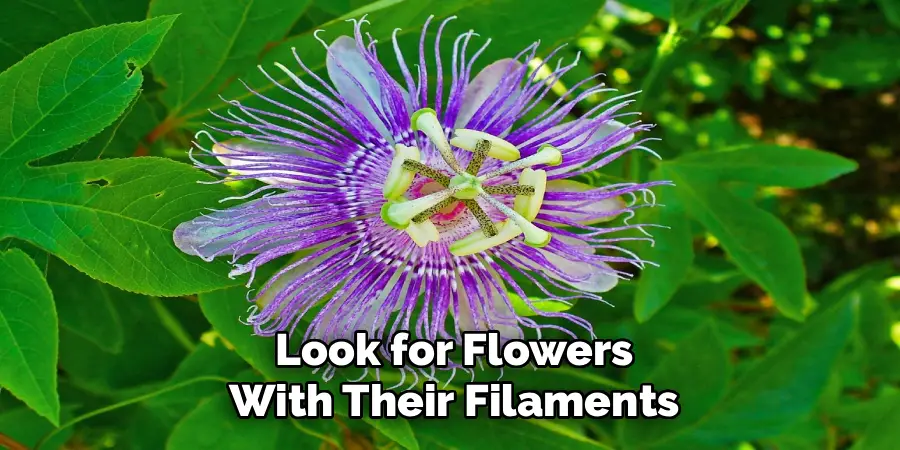 Look for Flowers
With Their Filaments