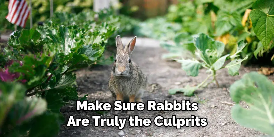 Make Sure Rabbits
Are Truly the Culprits