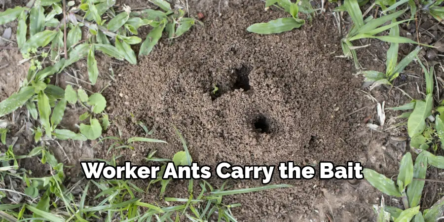Worker Ants Carry the Bait