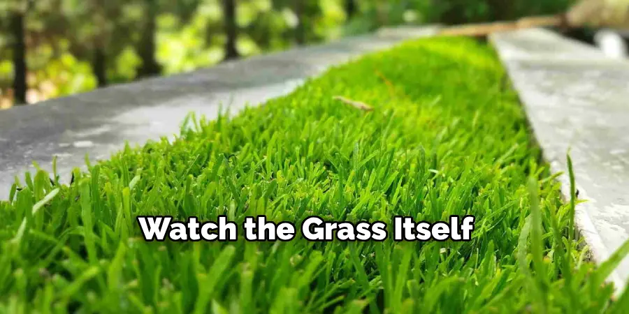 Watch the Grass Itself