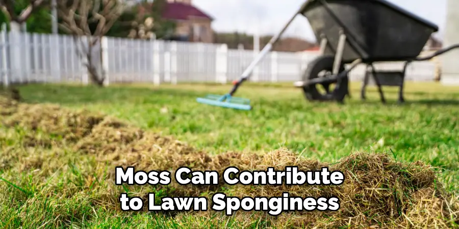 Moss Can Contribute to Lawn Sponginess