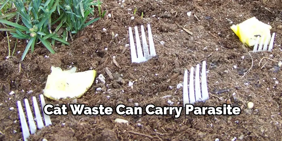 Cat Waste Can Carry Parasite