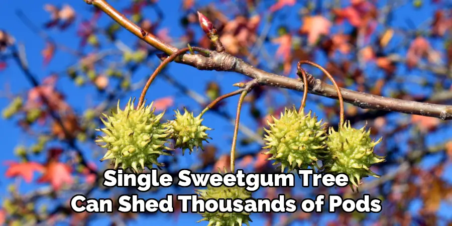 Single Sweetgum Tree Can Shed Thousands of Pods